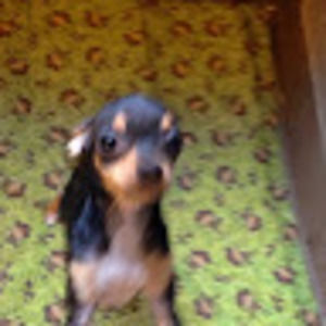 Meet your Posher, Susan